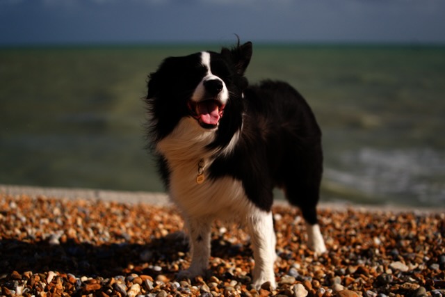 The measure of a beach is proportional to the size of Charlie's grin. No pretentious arty prose. Just a happy pup enjoying life.