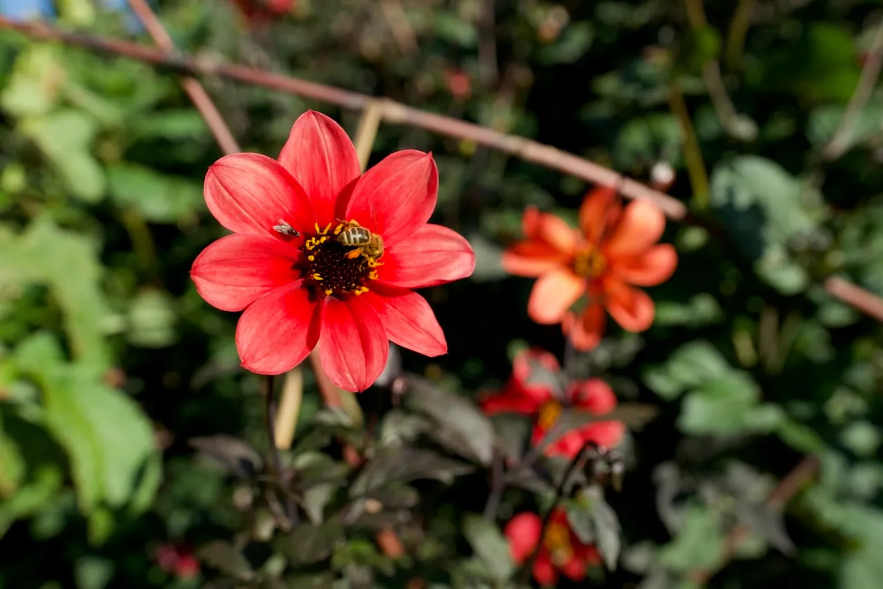 The colourful sensed by the winged.
