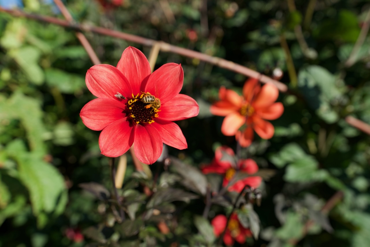 The colourful sensed by the winged.