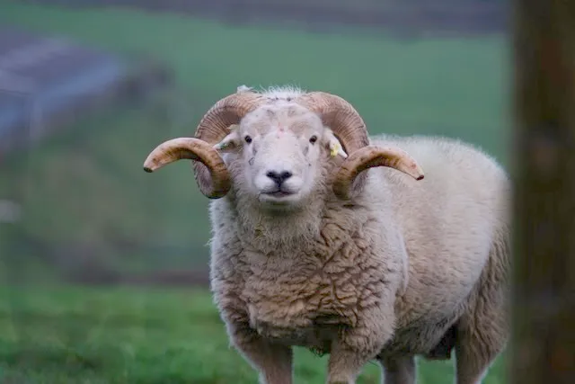 A single sheep watches on as we drive past his home.