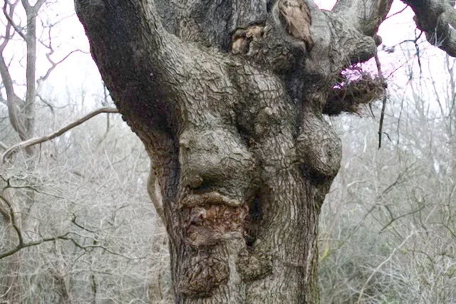 A gnarled tree that's been on this earth longer than me. It almost looks like it's laughing at a joke I'm too tiny to appreciate.