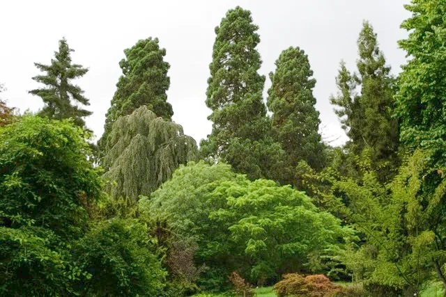 A towering forest of trees.